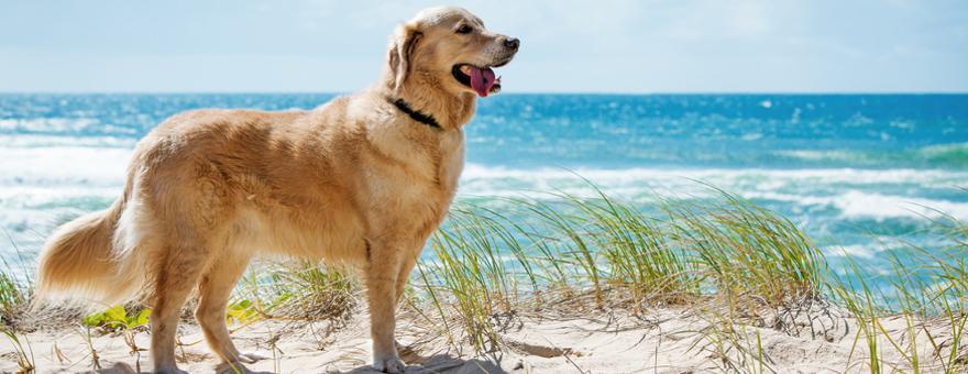 Urlaub mit Hund in Holland