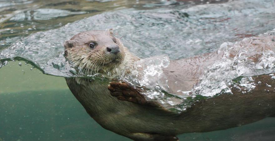 Fischotter bayerischer wald