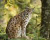 Luchs bayerischer wald