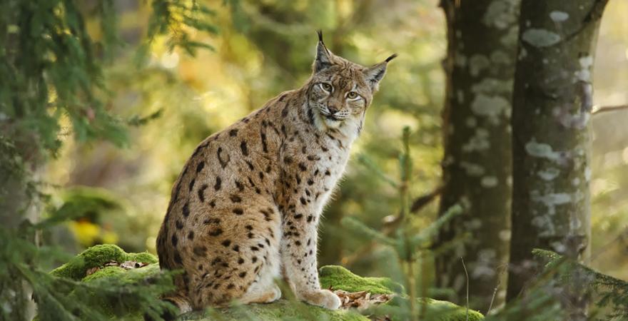 Luchs bayerischer wald