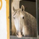 Pferd im Stall