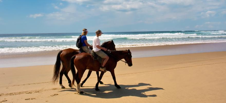 Pferd Strand Meer