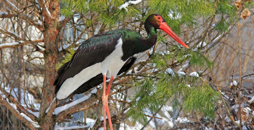 schwarzstorch bayerischer wald