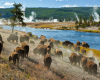 tierwelt yellowstone nationalpark