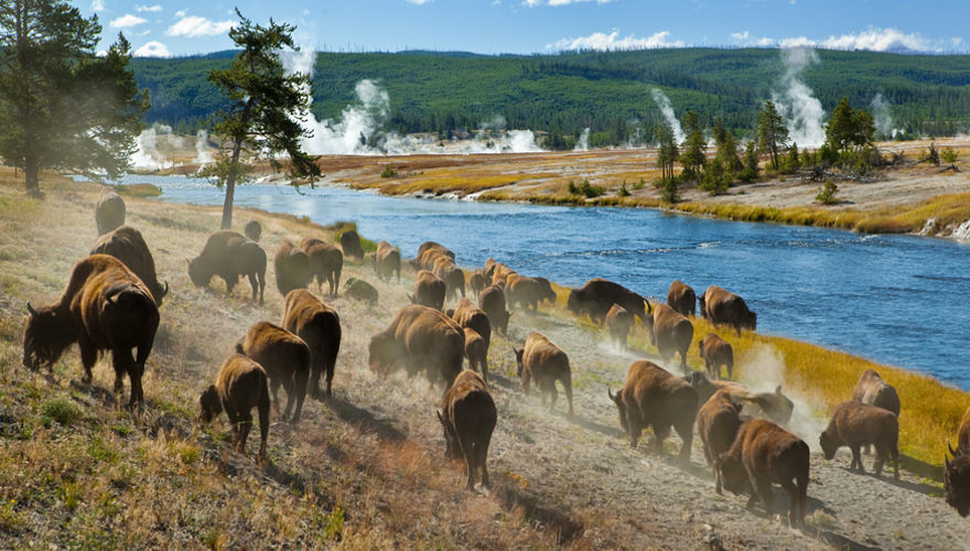 tierwelt yellowstone nationalpark