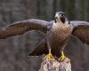 Wanderfalke bayerischer wald