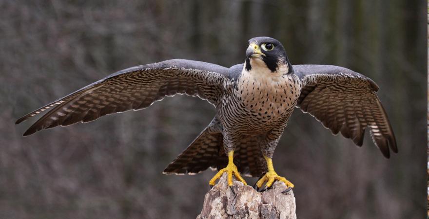 Wanderfalke bayerischer wald