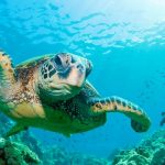 Tauchen mit Schildkroete im Meer