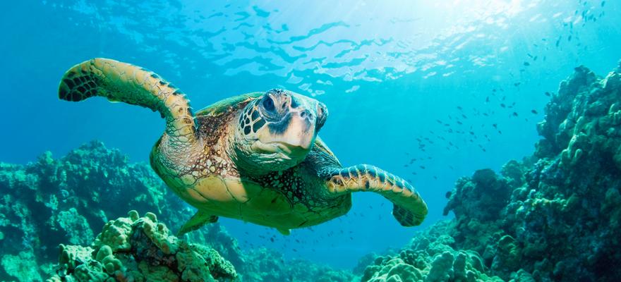 Schildkröte Meer Great Barrier Reef