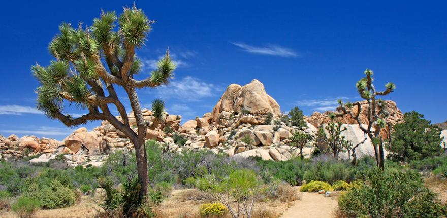 joshua tree Nationalpark in den USA