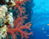 Unterwasserwelt Marsa Alam