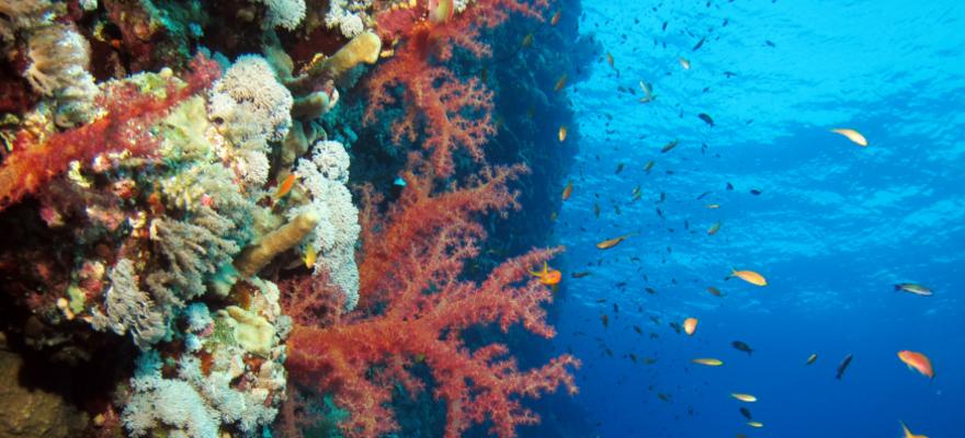 Unterwasserwelt Marsa Alam