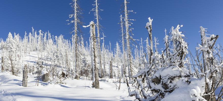 bayerischer wald winter