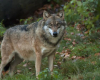 wolf bayerischer wald