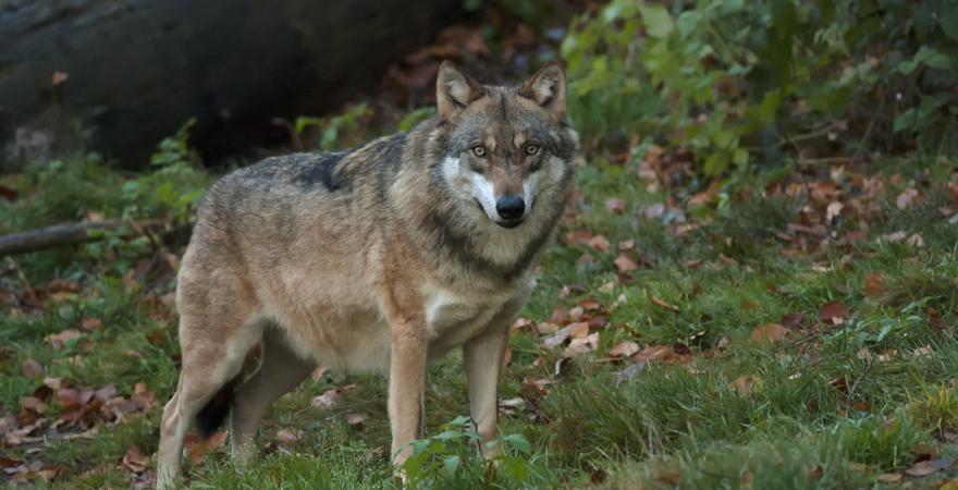 wolf bayerischer wald