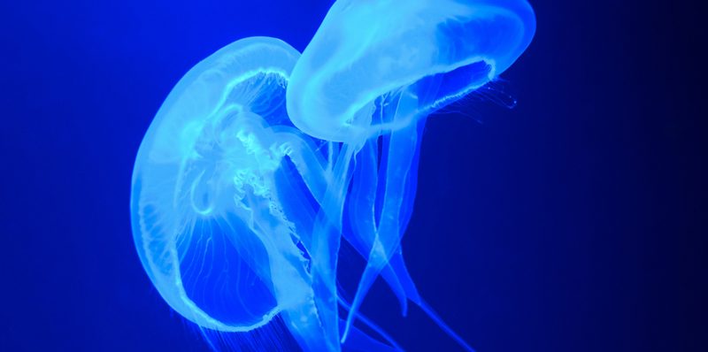 Aquarium auf Mallorca