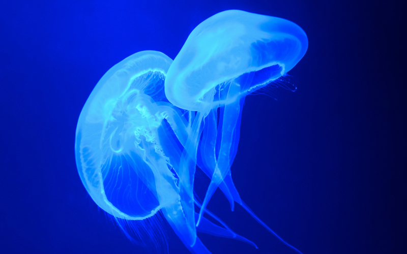 Aquarium auf Mallorca