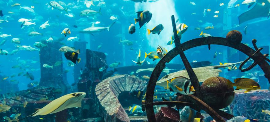 Aquarium Dubai