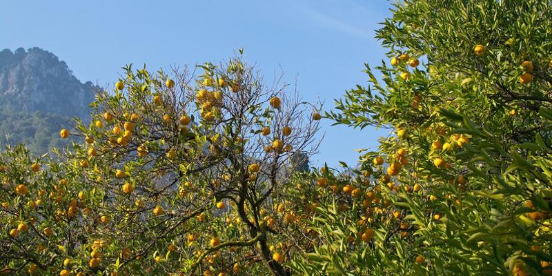 Orangenbäume auf Mallorca
