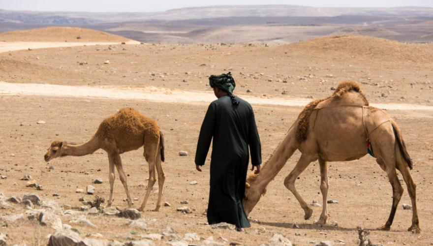 Kamele in der Wueste bei Salalah im Oman