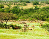 Landschaft in Salalah