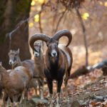 wilde Mufflons auf Zypern