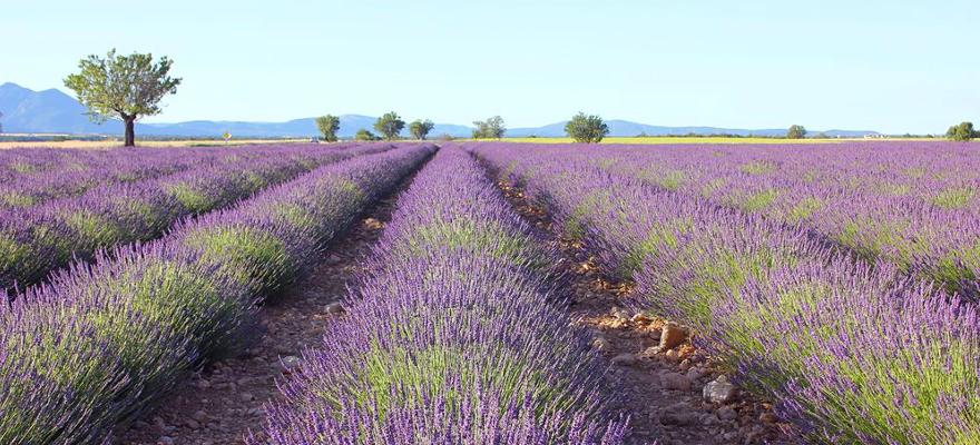 Lavendel in der Provence