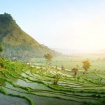 Reisfelder in Bali in Indonesien