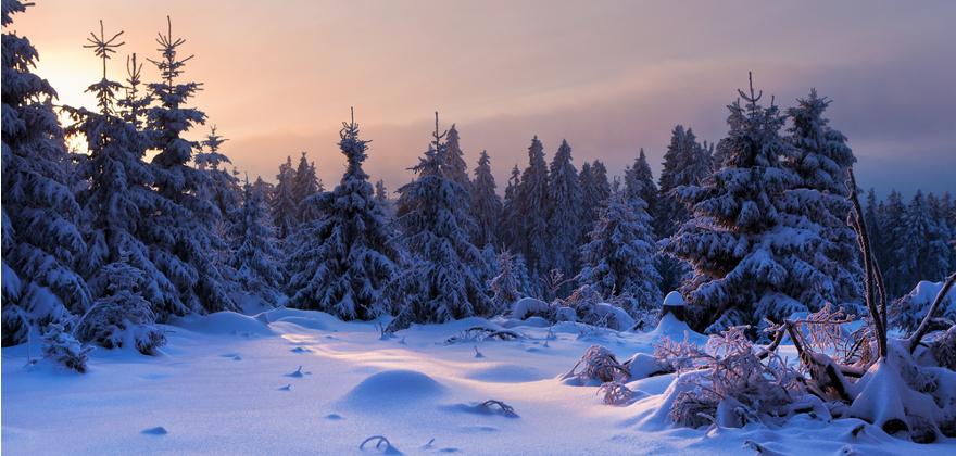 Winterlandschaft Harz
