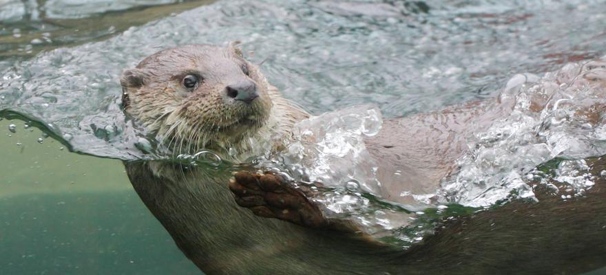 otter wasser
