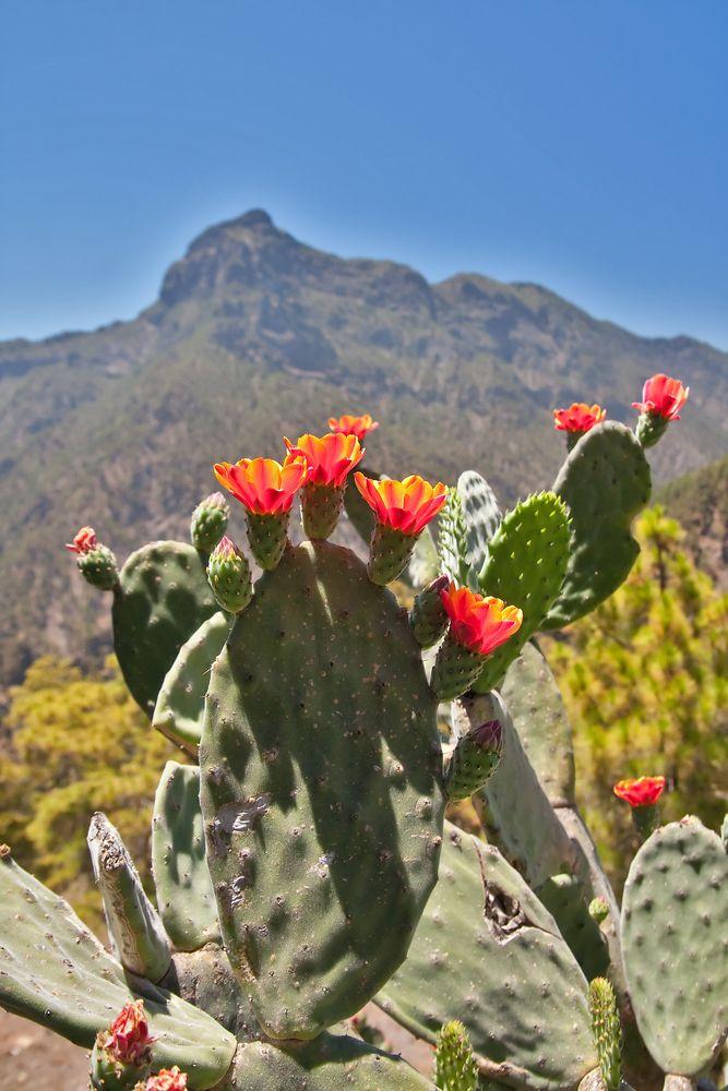 La-Palma-Kaktus