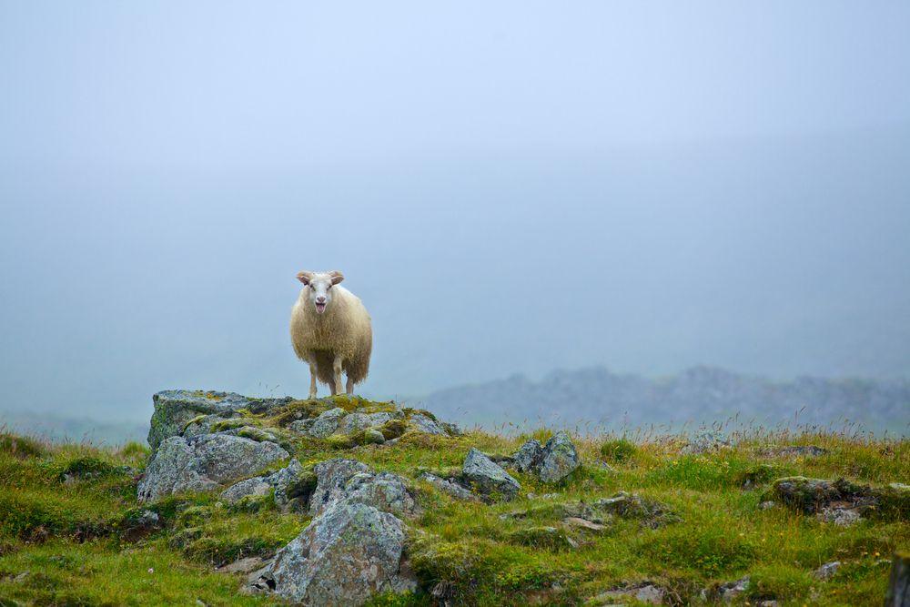 Schaf in Island, das auf einer Wiese steht