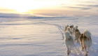 Schlittenhunde in isländischer Schneelandschaft
