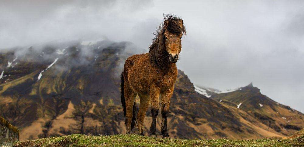 Pferd in Island
