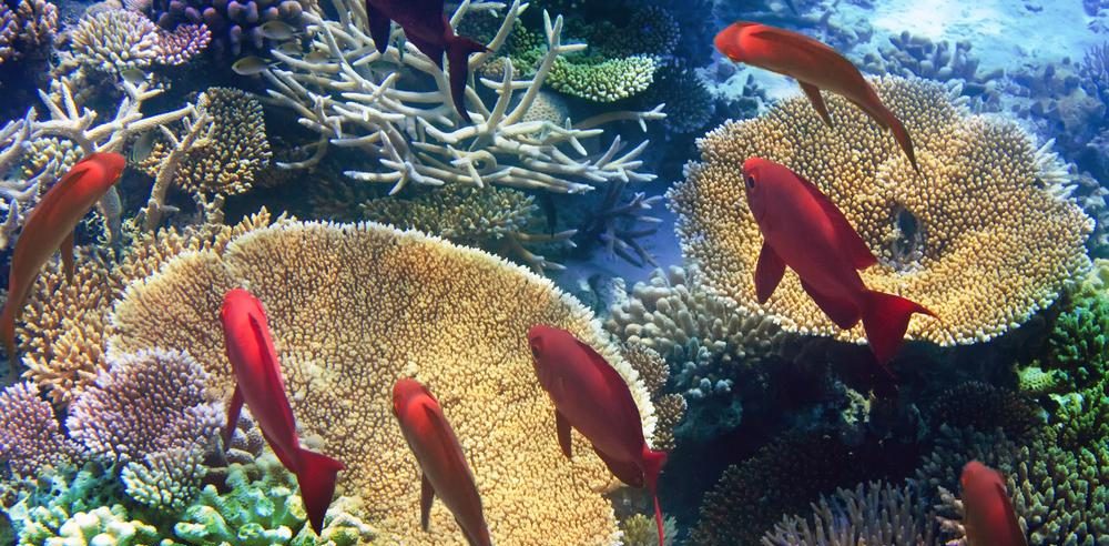 Mauritius-Unterwasserwelt