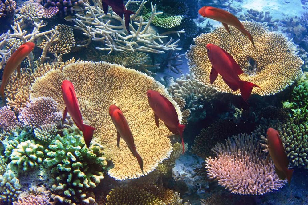 Mauritius-Unterwasserwelt