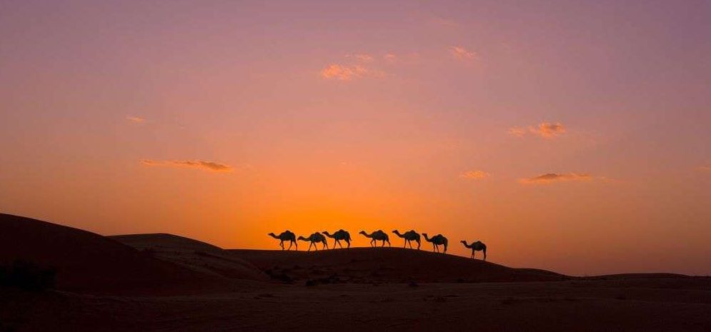 Oman-sonnenuntergang-kamele