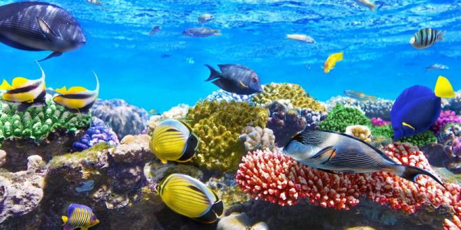 Tauchen in Ägypten: Die besten Tipps für euren Tauchurlaub