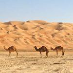 Kamele in Abu Dhabi