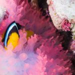 clownfish beim Tauchen im Oman