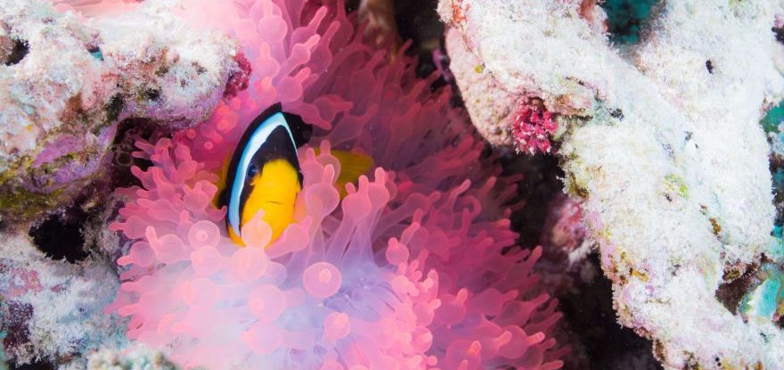 clownfish beim Tauchen im Oman