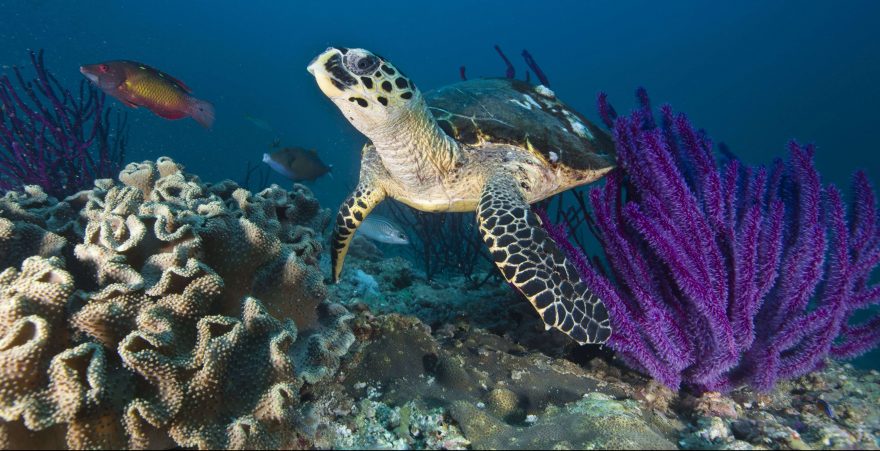 schildkroete beim Tauchen im Oman