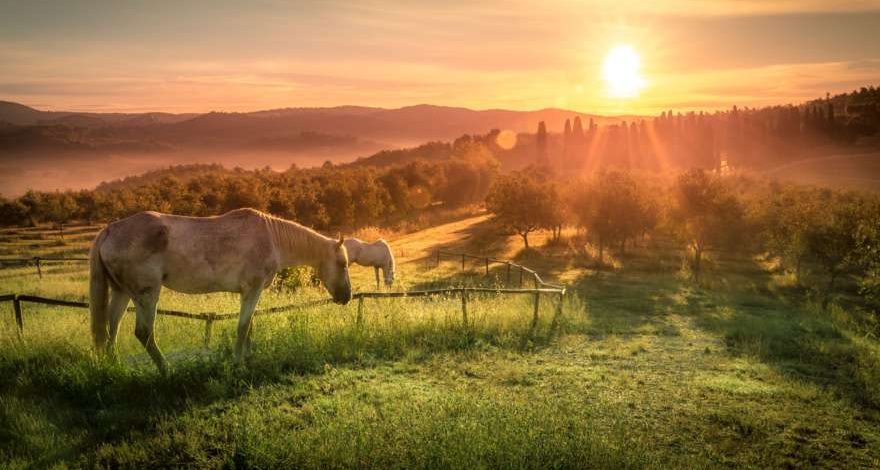 toskana-pferde-bei-sonnenuntergang