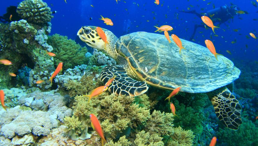 Meeresschildkröte am Riff