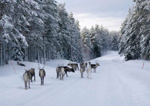 Schweden-Rentiere-Winter