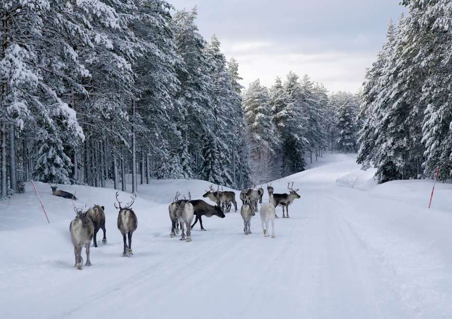 Rentiere-Winter