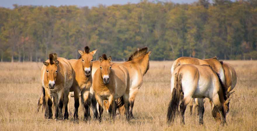 Wildpferde in der Puszta in Ungarn