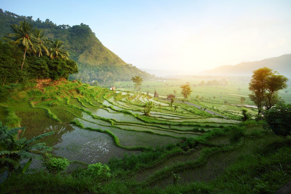 bali_reisfelder