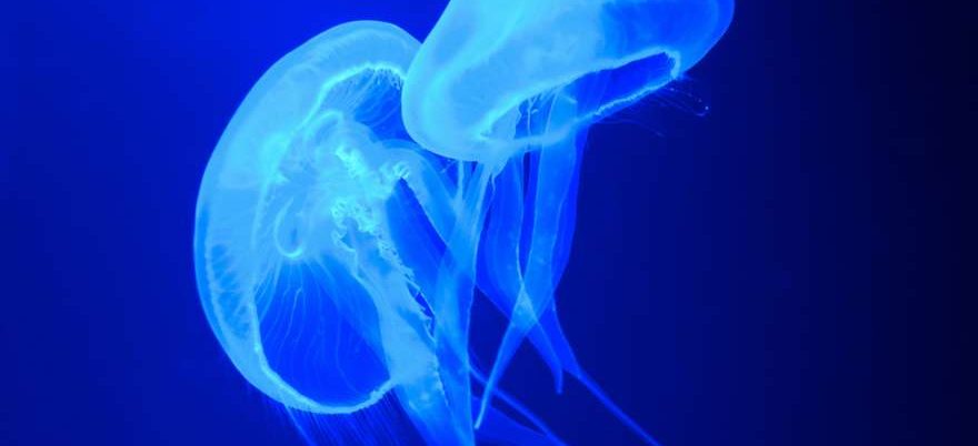 aquarium-mallorca