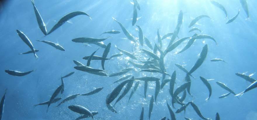 fischschwarm beim Tauchen in den kornaten in Kroatien